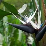 Strelitzia nicolai (White Bird of Paradise)